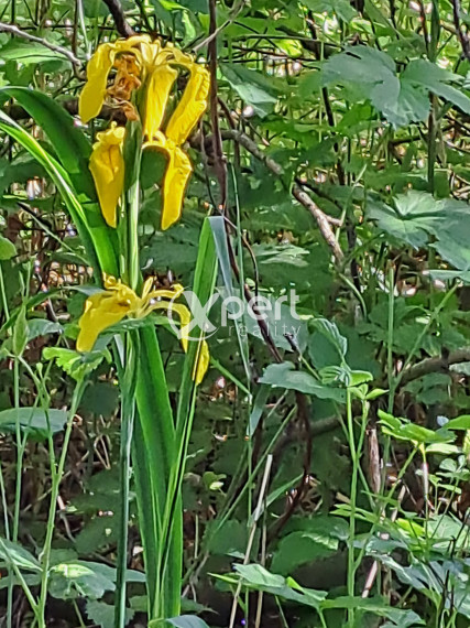 Rekreačný pozemok 75 árov, Ňárad pri Dunaji