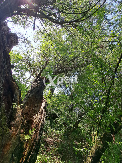 Rekreačný pozemok 75 árov, Ňárad pri Dunaji