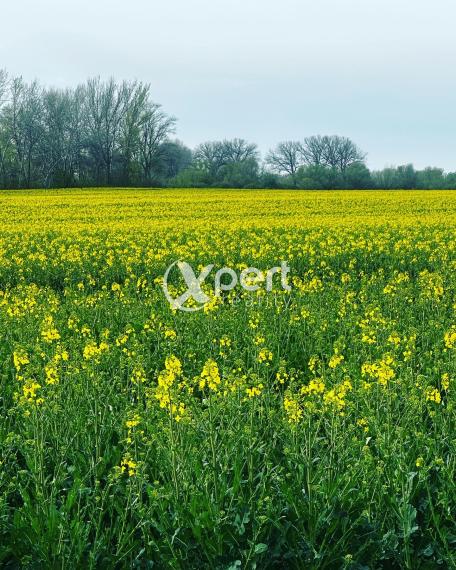 JEDINÁ REALITKA! Slnečný stavebný pozemky do 10km od mesta Veľký Meder