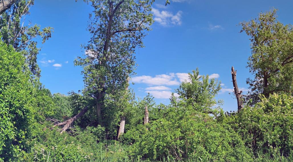 Rekreačný pozemok 75 árov, Ňárad pri Dunaji