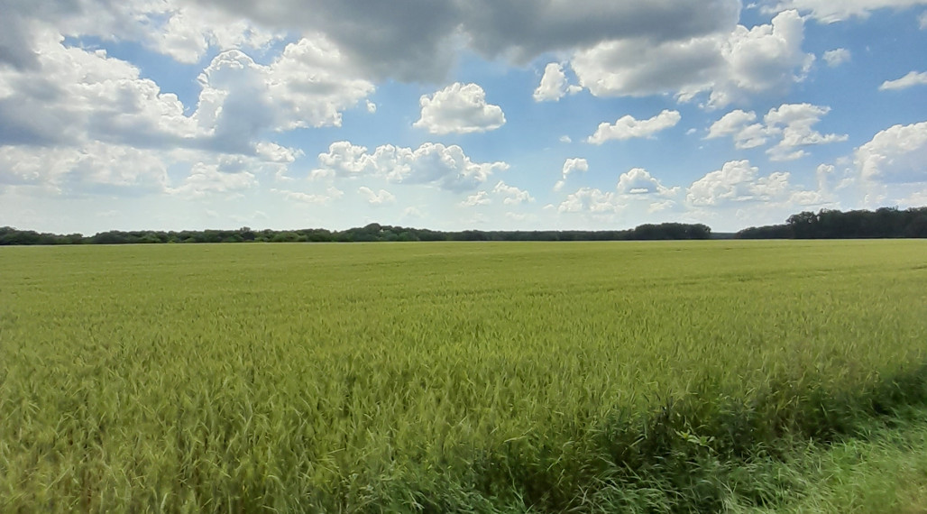 Predaj orná pôda v obci Čakany okres DS