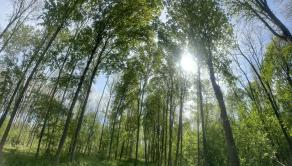 Kľúčovec.Slnečný stavebný pozemok do 10km od mesta Veľký Meder - fotografia 9
