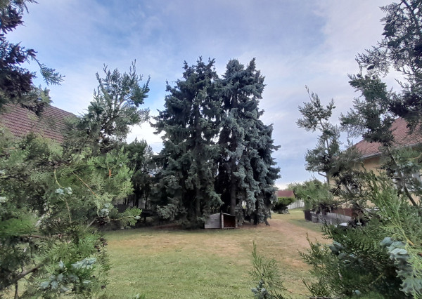 Predaj stavebný pozemok v Šamoríne na Kasárenskej ul.