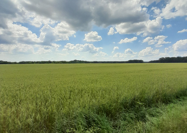 Predaj orná pôda v obci Čakany okres DS