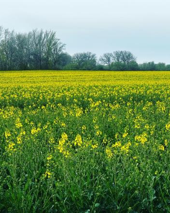 Kľúčovec.Slnečný stavebný pozemok do 10km od mesta Veľký Meder - fotografia 6