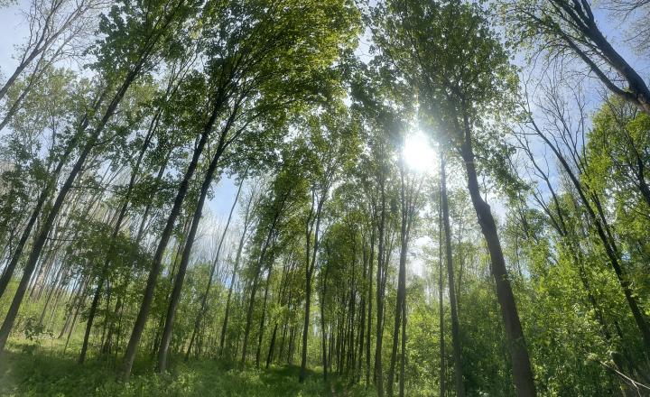 Kľúčovec.Slnečný stavebný pozemok do 10km od mesta Veľký Meder - fotografia 8